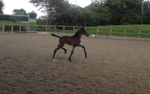 St Pr St Double Diamond has a really gorgeous filly foal