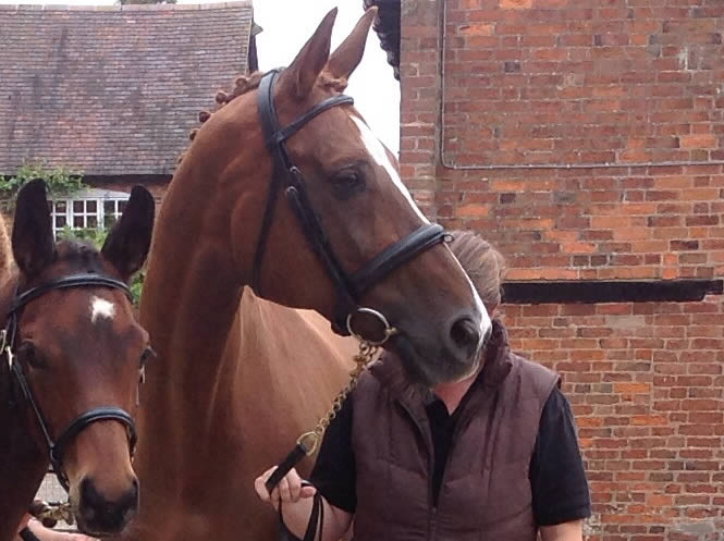 Our Elite De Niro mare is closely related to Soiree D'Amour