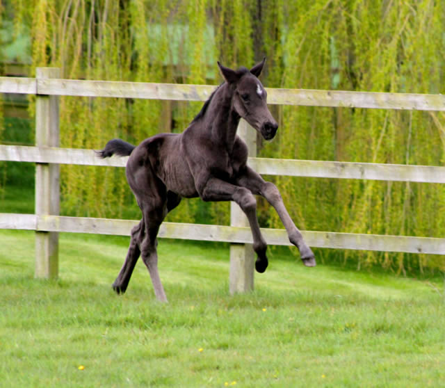Stunning De Niro colt born at Waverley Stud