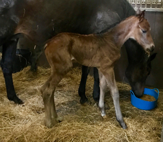 Don Juan colt for Lady Sun