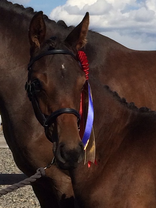 World Breeding Federation for Sport Horses 2014 Rankings