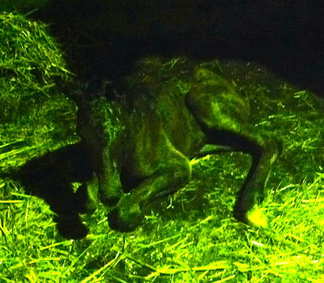 Waverley Dalloway's first foal is born