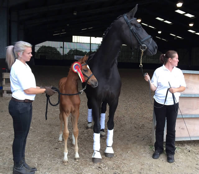 Higher Firsts across the board at BEF for Waverley Horses
