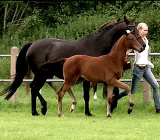 Lady Sara gains Oldenburg Foal Premium