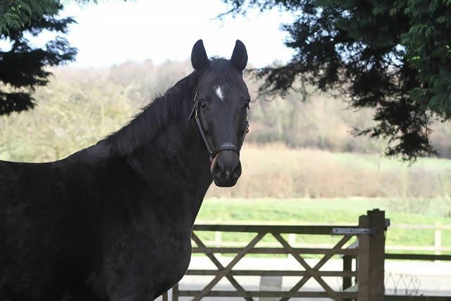 Elite Oldenburg Mare, Lady Sunshine, joins Waverley Mares