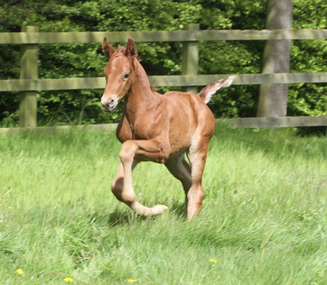 Beautiful first crop Morricone colt out of Royal Romantic