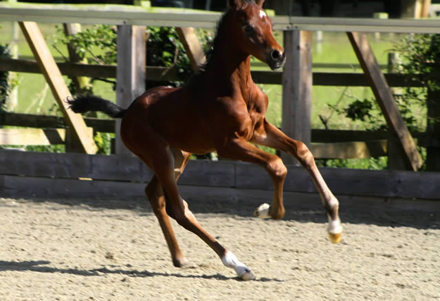 Waverley My Moet sold to Canada