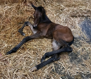 Lady Sunshine's foal is here and its a filly!