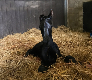 Stunning black Morricone filly for Elite and St.Pr. Samoa