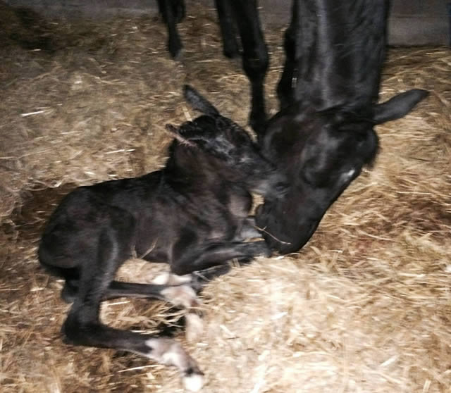 Finally our Sezuan foal is here!