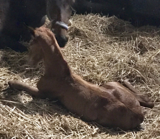 Vivaldi colt born to St.Pr. Dalloway