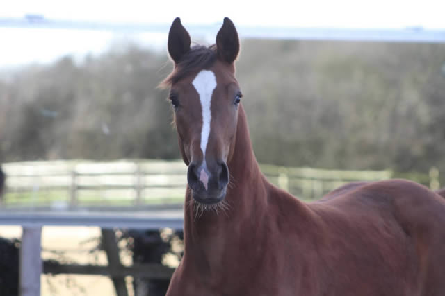 Totilas x Donnerhall x Pik Bube yearling acquired!