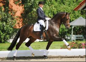 Waverley Dalloway is in foal to For Compliment for 2014