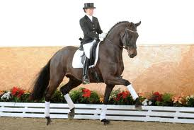 2013 Hanoverian Stallion Licensing - Furstenball triumph