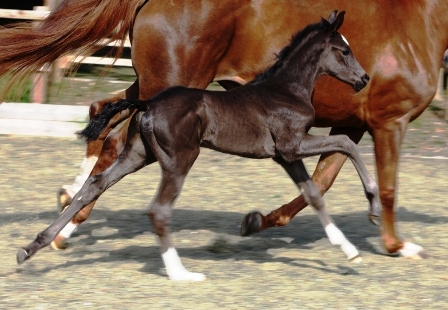 Elite Drogheda is again in foal to Metall for 2014