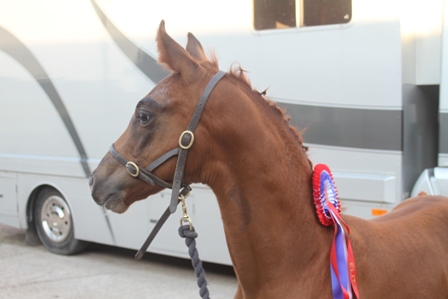 Waverley Wright stuff takes an Elite at BEF Solihull