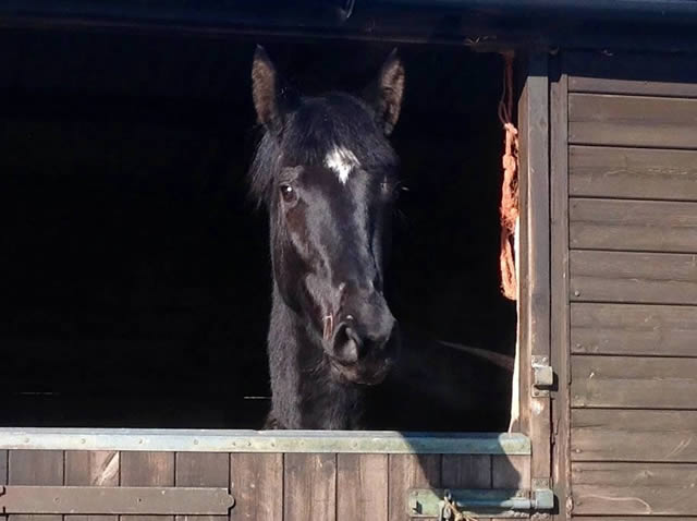 Waverley Giselle went to her new home on Saturday