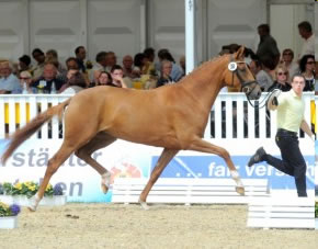 International Wins for St.Pr.A Delaney & Desperados