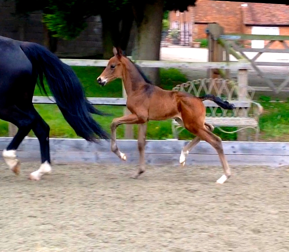 Waverley Stud on tour in Denmark