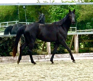 Waverley Lady Bordeaux (2016)