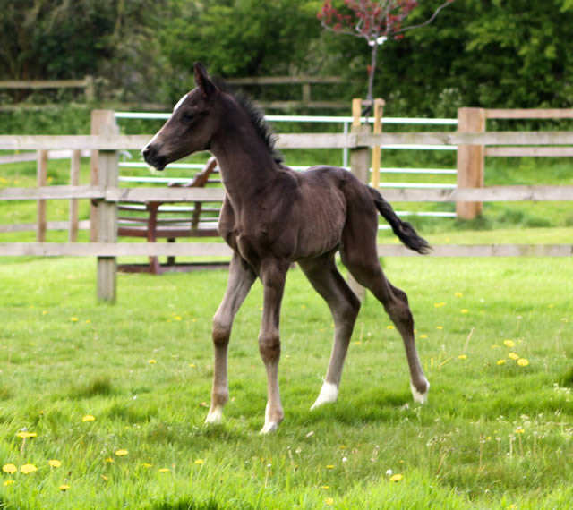 Waverley Dancing in the Dark
