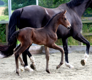 Waverley Fairchild (2016)