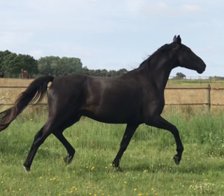 Waverley De Caprio (2016)