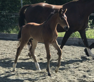 Waverley Sir Toto (2019)