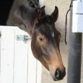 Dalloway as a yearling