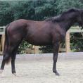 Giselle as a yearling