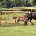 Giselle as a foal