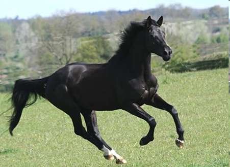 Zouelle