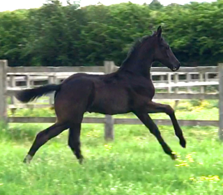 Waverley Lady Sapphire (2019)