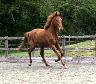 Waverley Valentino (2017)